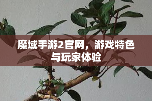 魔域手游2官网，游戏特色与玩家体验