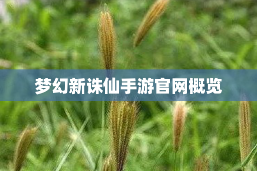 梦幻新诛仙手游官网概览