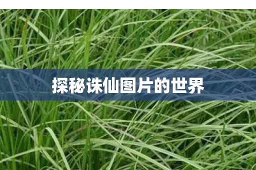探秘诛仙图片的世界