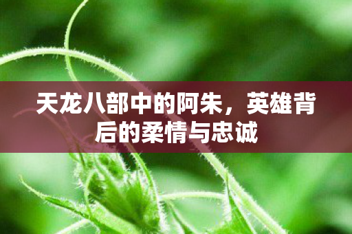 天龙八部中的阿朱，英雄背后的柔情与忠诚