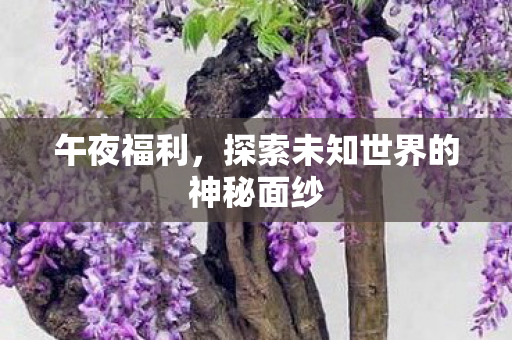 午夜福利，探索未知世界的神秘面纱