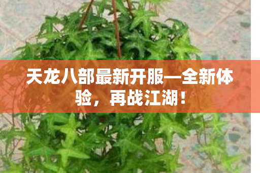 天龙八部最新开服—全新体验,再战江湖! 天龙八部最新开服—全新体验,再战江湖!