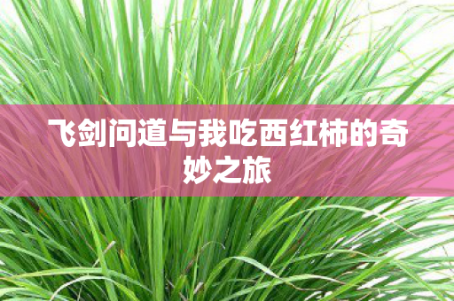飞剑问道与我吃西红柿的奇妙之旅