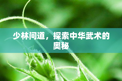 少林问道，探索中华武术的奥秘