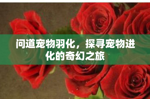 问道宠物羽化,探寻宠物进化的奇幻之旅 问道宠物羽化,探寻宠物进化的奇幻之旅