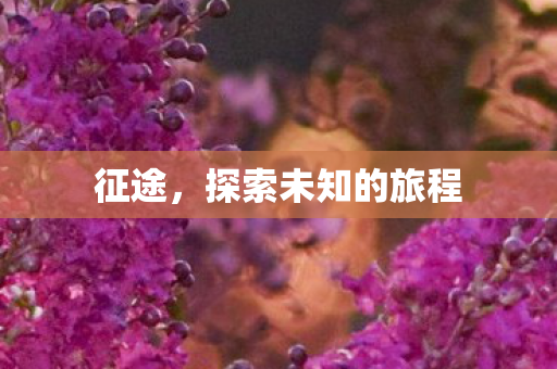 征途，探索未知的旅程