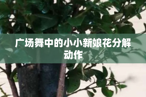 广场舞中的小小新娘花分解动作