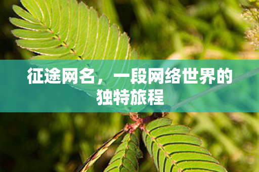 征途网名，一段网络世界的独特旅程