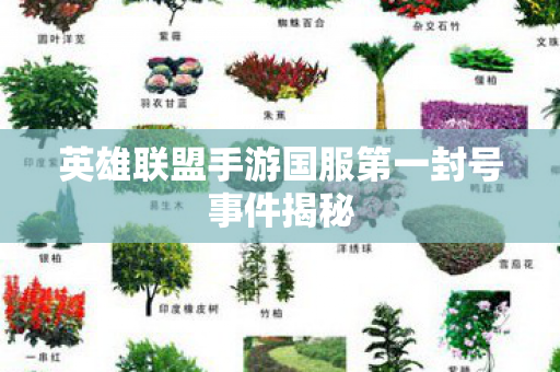 英雄联盟手游国服第一封号事件揭秘
