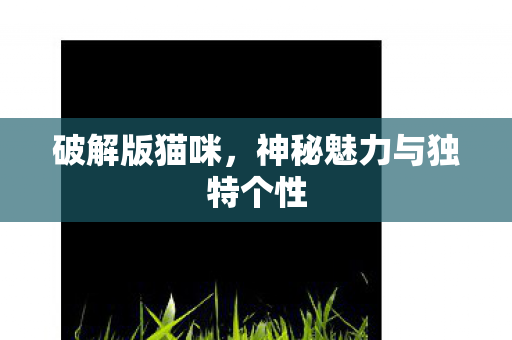 破解版猫咪，神秘魅力与独特个性