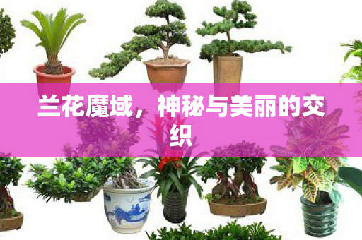 兰花魔域,神秘与美丽的交织 兰花魔域,神秘与美丽的交织