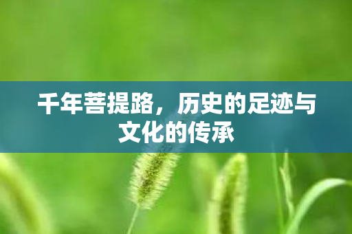 千年菩提路，历史的足迹与文化的传承