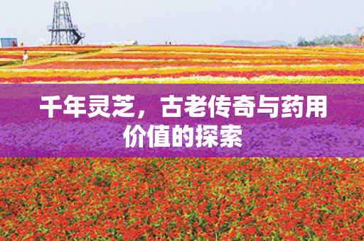 千年灵芝，古老传奇与药用价值的探索