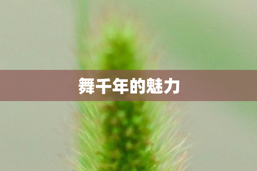舞千年的魅力