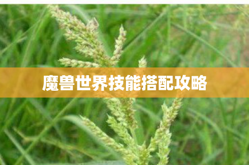 魔兽世界技能搭配攻略