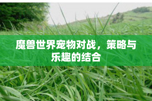 魔兽世界宠物对战,策略与乐趣的结合 魔兽世界宠物对战,策略与乐趣的结合