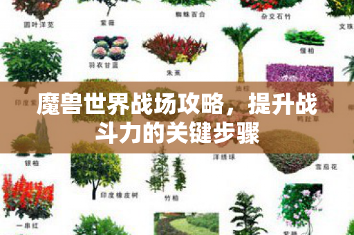 魔兽世界战场攻略，提升战斗力的关键步骤