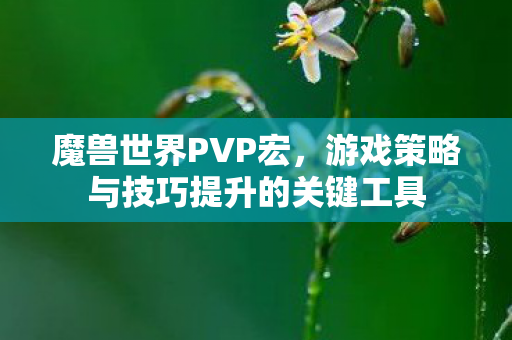 魔兽世界PVP宏，游戏策略与技巧提升的关键工具