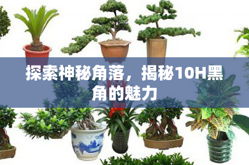 探索神秘角落，揭秘10H黑角的魅力