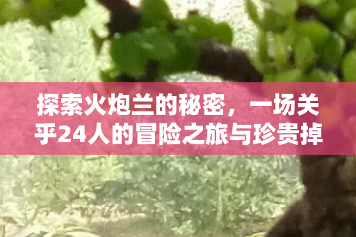 探索火炮兰的秘密,一场关乎24人的冒险之旅与珍贵掉落物的发现 探索火炮兰的秘密,一场关乎24人的冒险之旅与珍贵掉落物的发现