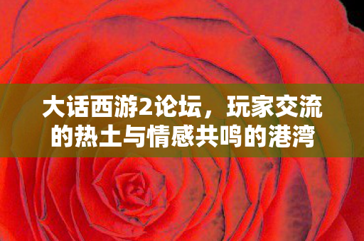 大话西游2论坛，玩家交流的热土与情感共鸣的港湾