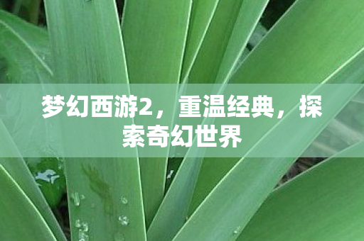 梦幻西游2，重温经典，探索奇幻世界