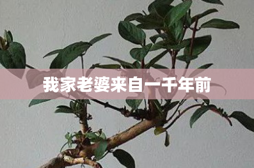 我家老婆来自一千年前