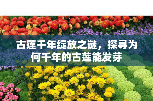 古莲千年绽放之谜，探寻为何千年的古莲能发芽