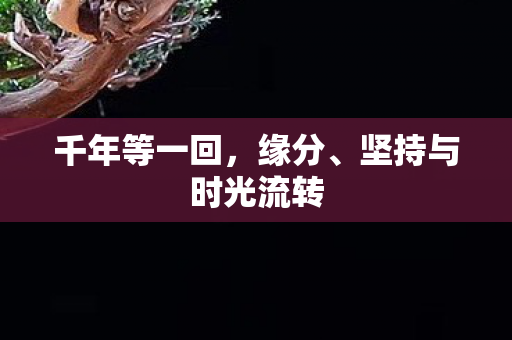 千年等一回，缘分、坚持与时光流转