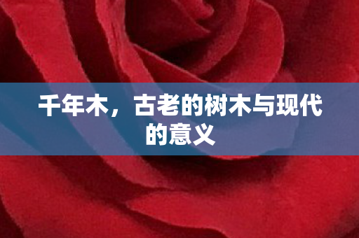 千年木，古老的树木与现代的意义
