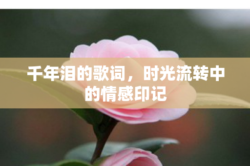 千年泪的歌词，时光流转中的情感印记
