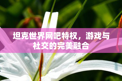 坦克世界网吧特权，游戏与社交的完美融合