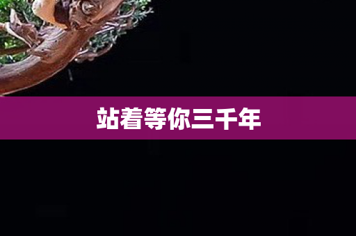 站着等你三千年