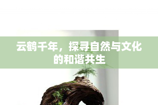 云鹤千年，探寻自然与文化的和谐共生