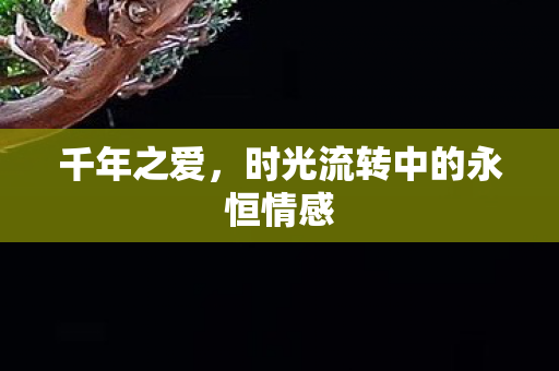 千年之爱，时光流转中的永恒情感