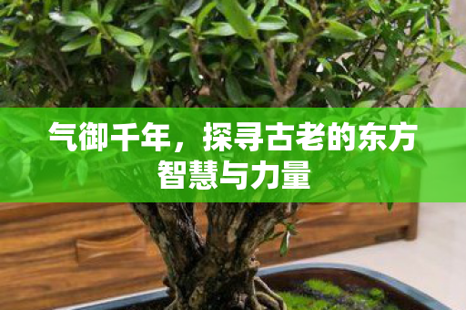 气御千年，探寻古老的东方智慧与力量