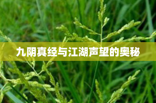 九阴真经与江湖声望的奥秘 九阴真经与江湖声望的奥秘