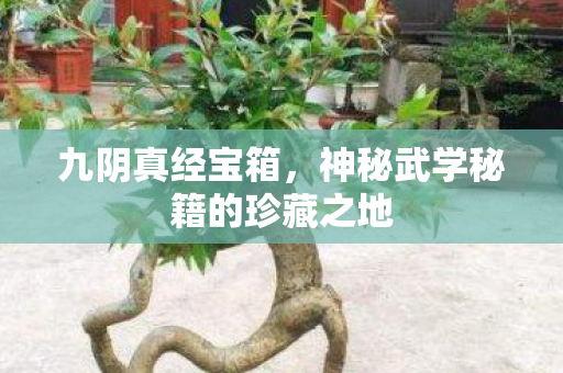九阴真经宝箱，神秘武学秘籍的珍藏之地