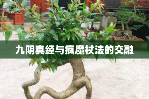 九阴真经与疯魔杖法的交融