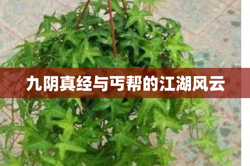 九阴真经与丐帮的江湖风云