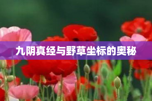 九阴真经与野草坐标的奥秘