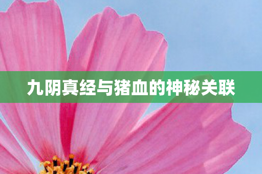 九阴真经与猪血的神秘关联
