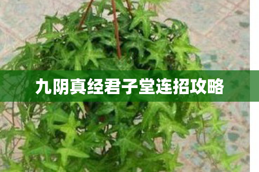 九阴真经君子堂连招攻略