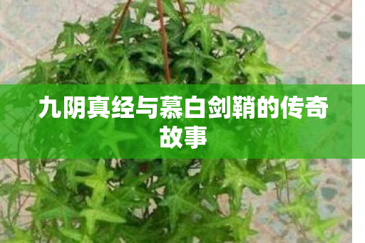 九阴真经与慕白剑鞘的传奇故事