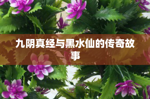 九阴真经与黑水仙的传奇故事