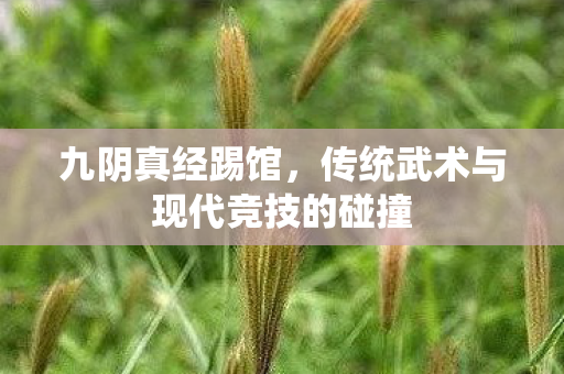 九阴真经踢馆，传统武术与现代竞技的碰撞