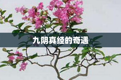 九阴真经的奇遇