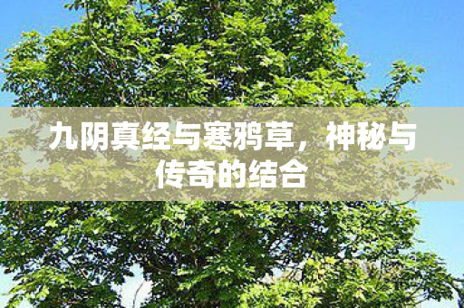 九阴真经与寒鸦草，神秘与传奇的结合