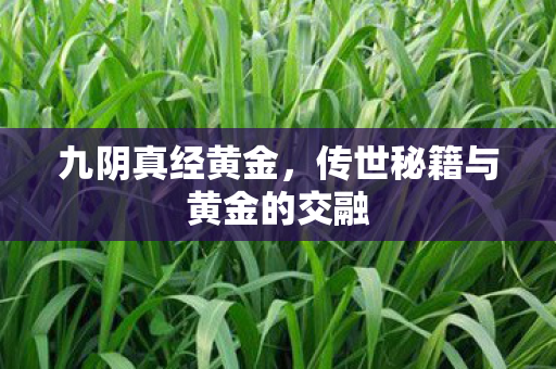 九阴真经黄金，传世秘籍与黄金的交融