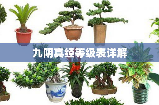 九阴真经等级表详解